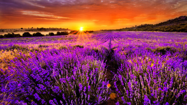 Wallpaper Clouds, Field, Lavender, Beautiful, During, Sky, Sunset, Under, Red, Yellow, Flowers