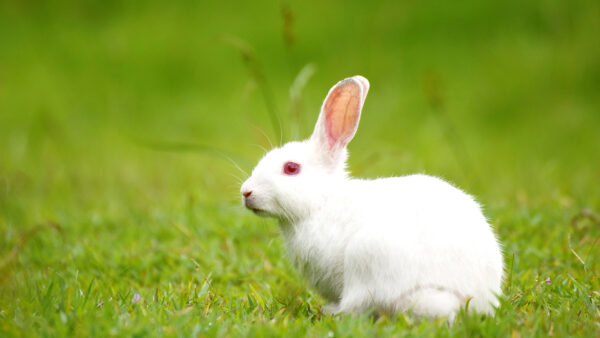 Wallpaper Rabbit, Blur, Sitting, Background, White, Green, Grass