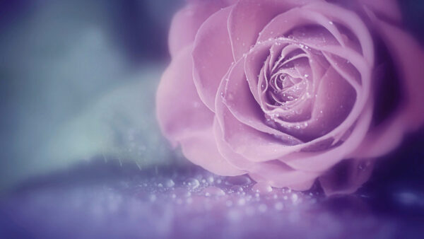 Wallpaper Drops, Petal, Flower, Pink, Soft, Rose, Water