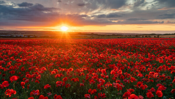 Wallpaper Red, Green, Flowers, Common, Poppy, Leaves, During, Field, Clouds, Sky, Blue, Under, Sunset, Black