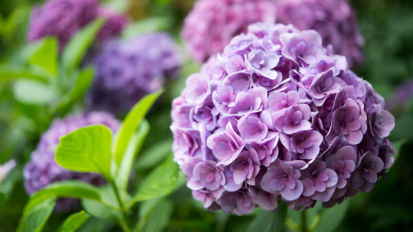 Wallpaper Purple, Flowers, Background, View, Closeup, Blur, Hydrangea