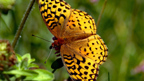 Wallpaper Yellow, Butterfly, Blur, Bokeh, Background, Black, Design, Green