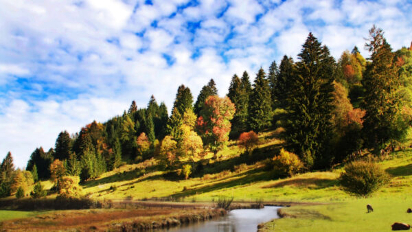 Wallpaper Trees, Sky, Clouds, Red, Slope, Under, Covered, Desktop, Nature, Grass, And, Leafed, Green, Blue, Lake