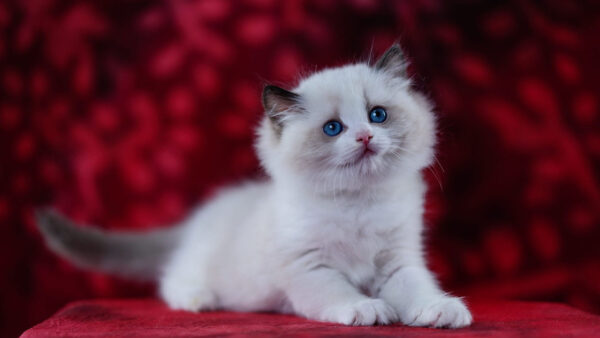 Wallpaper Table, Blue, Fur, Eyes, Sitting, Kitten, White, Cat, Red, Cloth