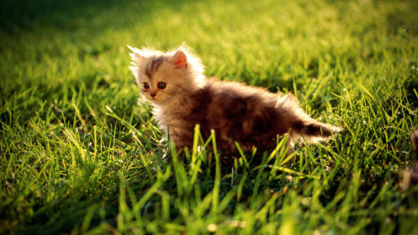 Wallpaper Grass, Standing, Kitten, White, Green, Cute, Fur, Cat, Brown