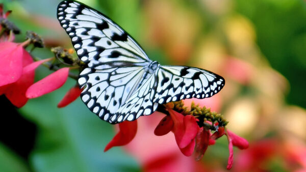 Wallpaper Pink, Background, Flowers, Design, Black, Blur, White, Colorful, Butterfly