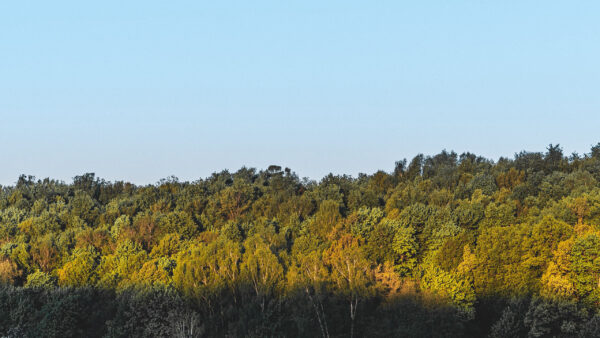 Wallpaper Under, Trees, Blue, Bushes, Nature, Sky, Forest