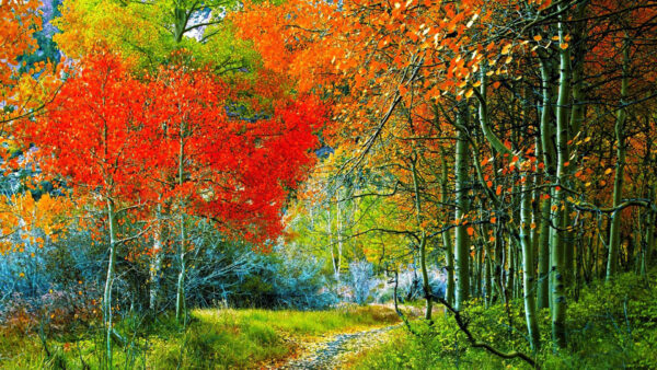 Wallpaper Path, Between, Field, Grass, Green, Trees, Colorful, Autumn