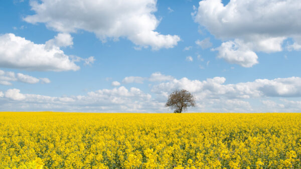 Wallpaper Nature, Field, Green, Sky, Under, White, Yellow, During, Tree, Flowers, Beautiful, Clouds, Blue, Daytime