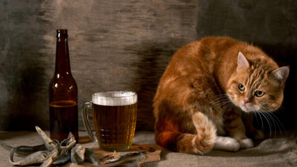 Wallpaper Brown, Glass, Looking, Funny, Bottle, Cat, Beer