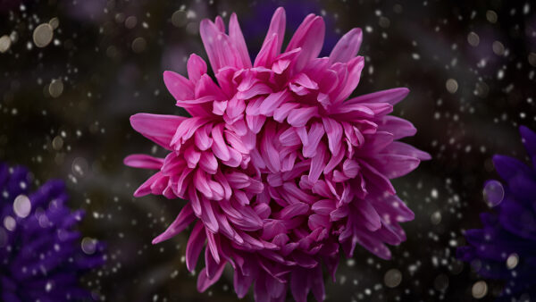 Wallpaper Background, Color, Petals, Bokeh, Flower, Pink