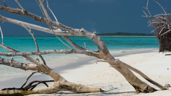 Wallpaper Water, Ocean, Nature, Sand, Under, Tree, Mobile, Island, Desktop, Closeup, Sky, Blue, Beach, Branches, View