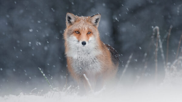 Wallpaper Background, Snowfall, Sitting, Fox