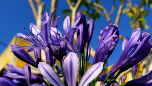 Wallpaper View, Petals, Flowers, Blue, Sky, Closeup, Background, Purple