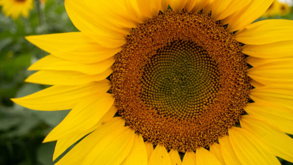 Wallpaper Flowers, Closeup, View, Sunflower, Petals, Yellow