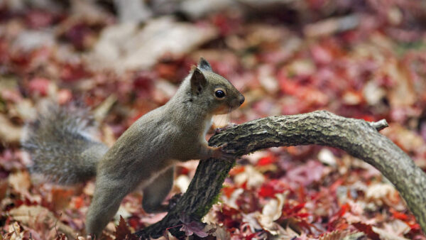 Wallpaper Leaves, Autumn, Background, Grey, Blur, Standing, Squirrel, Dry