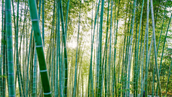 Wallpaper Nature, Sunlight, Bamboo, With, Trees, Trunk, Forest, Blue, Sky