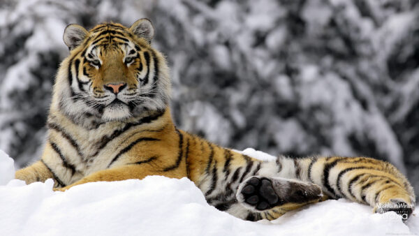 Wallpaper Tiger, Winter