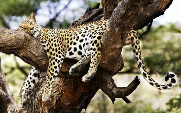 Wallpaper Sleeping, Cheetah