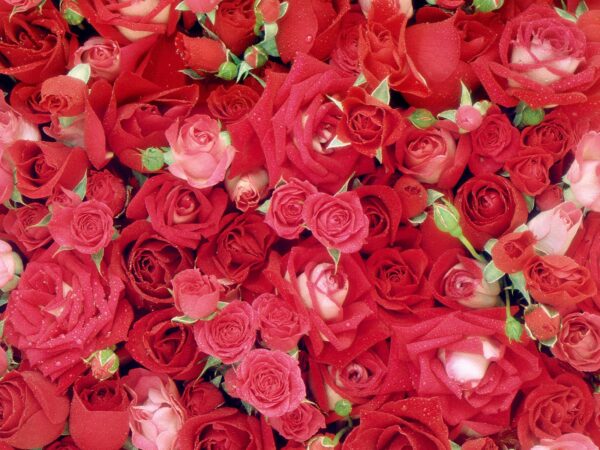 Wallpaper Roses, Fresh