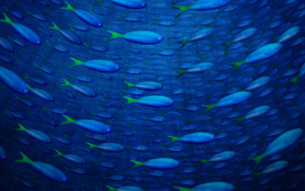 Wallpaper Fish, Underwater