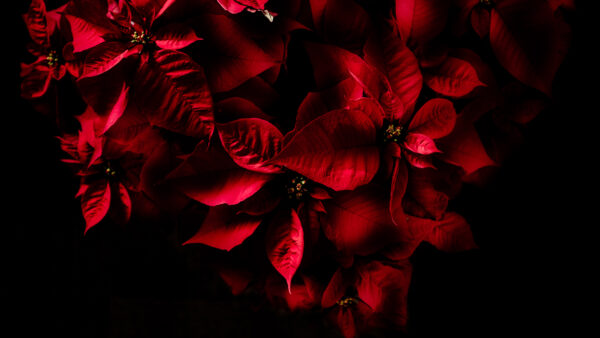 Wallpaper Red, Leaves, AMOLED