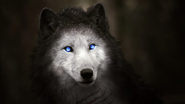 Wallpaper With, Wolf, Blue, Eyes