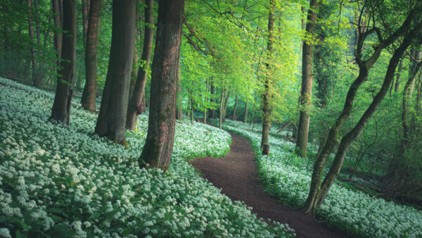 Wallpaper Forest, Flowers, Nature, Between, Desktop, Greenery, Path