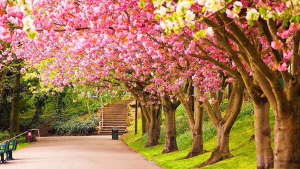 Wallpaper Desktop, Daytime, Blossom, Cherry, Colorful, Nature, Between, During, Trees, Pathway