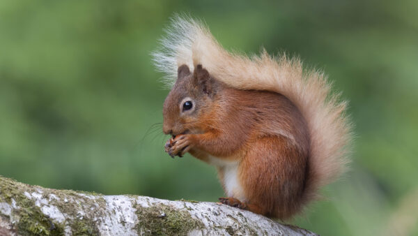 Wallpaper Shallow, Brown, Desktop, Background, Squirrel, With