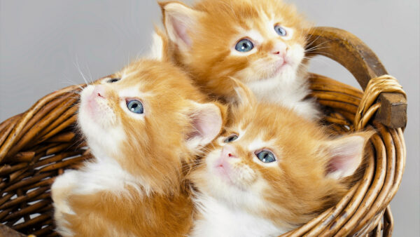 Wallpaper Animal, Animals, Cat, Desktop