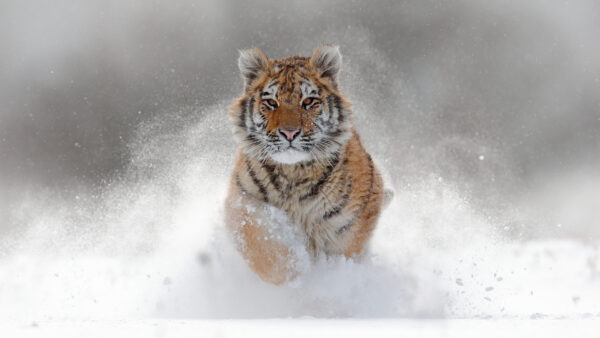 Wallpaper Near, Animals, Body, Tiger, Desktop, Road, Walking, Water