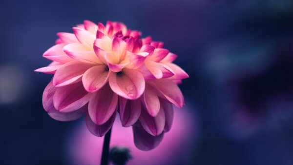 Wallpaper Flower, Closeup, Blue, Desktop, Pink, Background, Blur, View, Flowers, Petals, Mobile