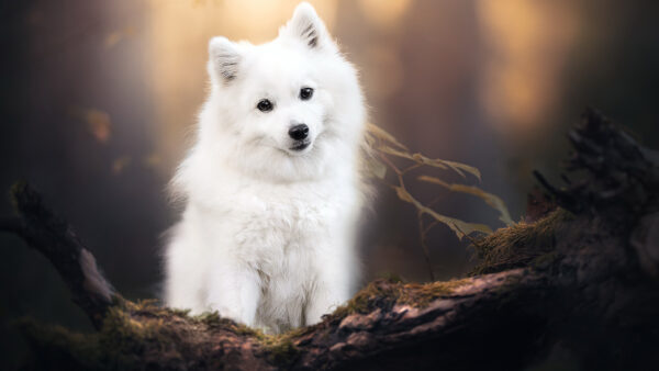 Wallpaper White, Pet, Desktop, Animals, Spitz, Dog