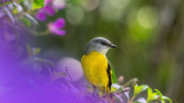 Wallpaper Ash, Green, Blur, Branch, Tree, Bokeh, Desktop, Background, Birds, Bird, Yellow