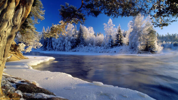 Wallpaper Daytime, Trees, Lake, Capped, Pine, Snow, Desktop, During, Nature, Near