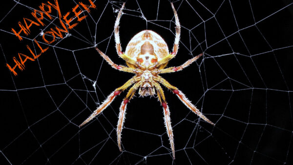 Wallpaper Desktop, Halloween, Spider, Happy