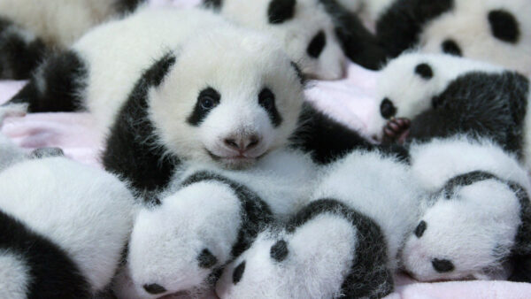 Wallpaper Bed, Panda, Pandas, Baby, Desktop
