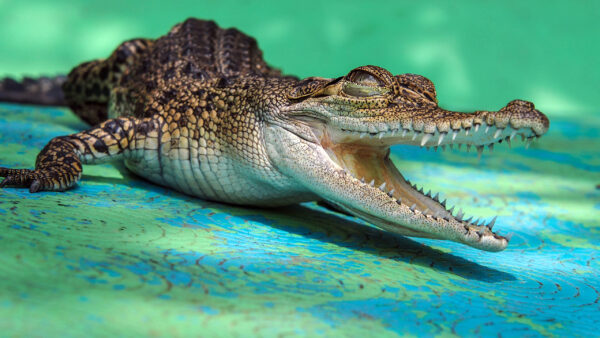 Wallpaper Desktop, Animals, Sharp, Crocodile, With, Teeths