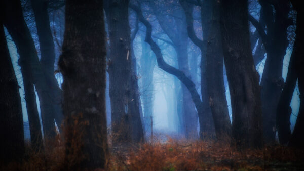 Wallpaper Desktop, Nature, Deep, Trees, Fog, Between, Forest, Covered