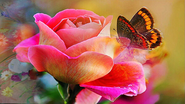 Wallpaper Rose, Desktop, Pink, Blur, Standing, Background, Butterfly