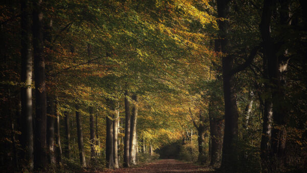 Wallpaper Forest, Mobile, During, Nature, Fall, Path, Desktop