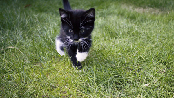 Wallpaper Animals, Black, Kitten, Cute, Grass, Cat, Desktop, Green