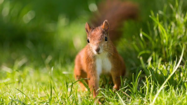 Wallpaper With, Squirrel, Cute, Mobile, Red, Green, Look, Desktop, Field