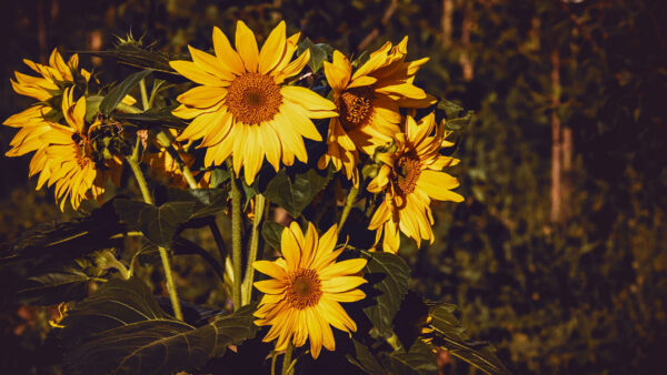 Wallpaper Sunflower, Desktop, Flowers, Spring, Background, Yellow