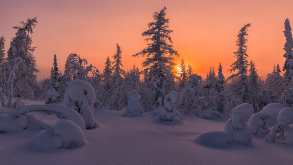 Wallpaper Snow, Tree, Fir, Desktop, Winter, Forest, Sunset, During, Covered, Nature