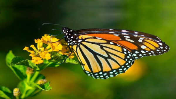 Wallpaper Desktop, Yellow, Background, Black, And, Flowers, Butterfly, With, Standing, Shallow