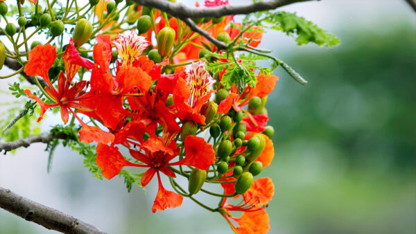 Wallpaper Closeup, Flowers, Red, With, Bud, Branches, Nature, View
