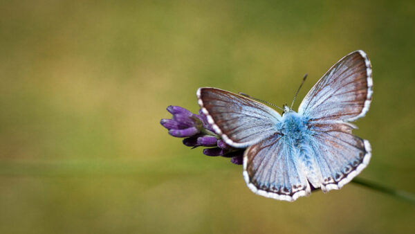 Wallpaper Butterfly, Background, Blur, Standing, Desktop, With, Flower