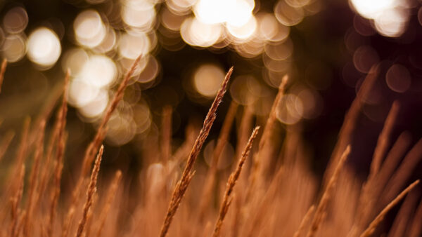 Wallpaper Wheat, With, Desktop, Shallow, Nature, Background